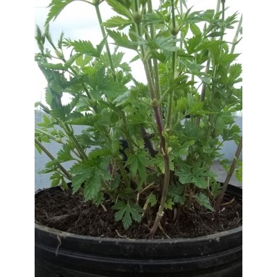 Mature hop plant, SORACHI ACE cultivar